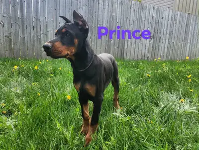 Cropped Purebred European Doberman puppies, View more