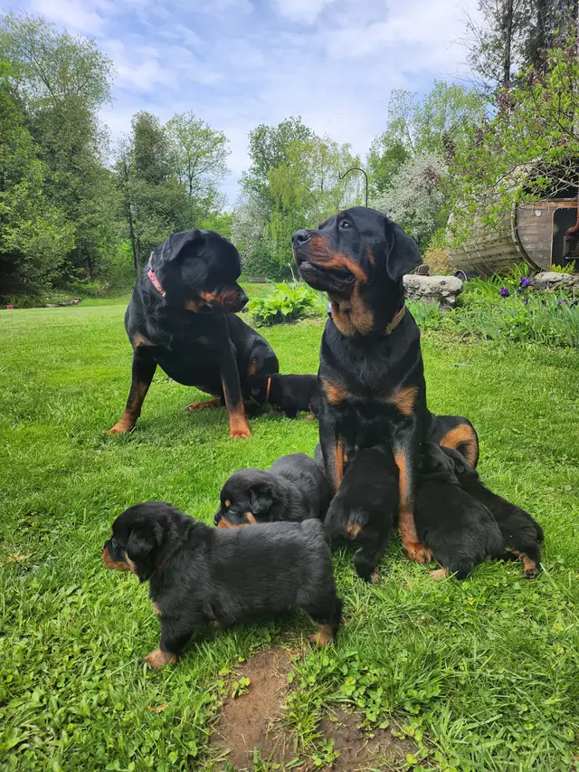 Purebred German Rottweiller puppies in Dogs & Puppies for Rehoming in Oshawa / Durham Region - Image 8