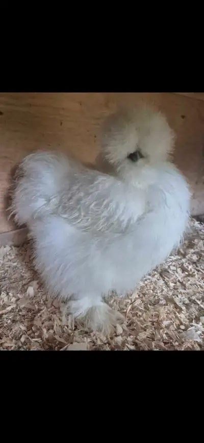 silkie pullets and cockerels, View more