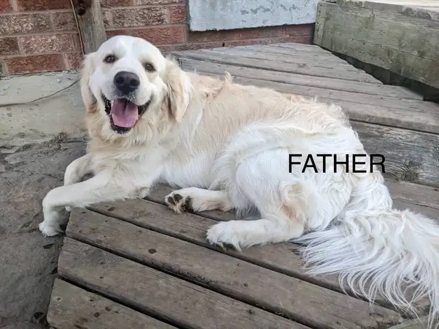 Purebred English Cream Golden Retriever puppies in Dogs & Puppies for Rehoming in Mississauga / Peel Region - Image 10