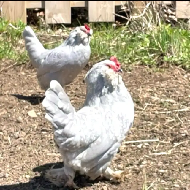 Bantam d”Uccle Hatching Eggs in Livestock in Yarmouth - Image 2