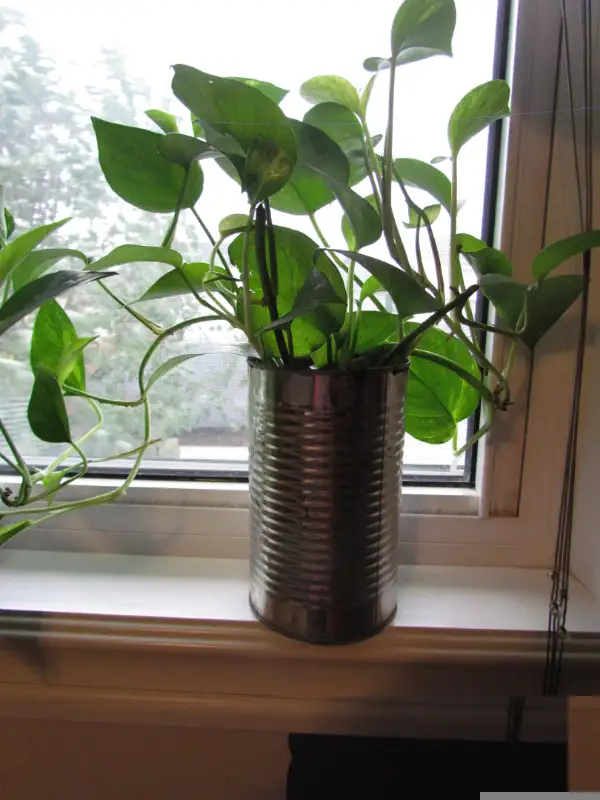 Beautiful Golden Pothos and Hawaiian Pothos flower mix in a 680m in Other in Calgary - Image 8