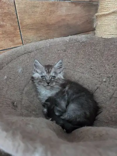 Maine Coon Kittens, View more