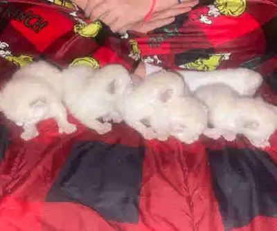 chaton highland lynx, View more