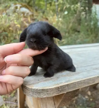* TINY Holland Lop Baby Bunny! *, View more
