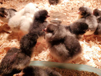 Day Old Chicks Available