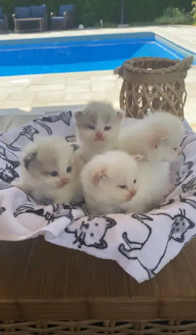 Purebred ragdoll kittens , View more