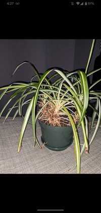 Spider plant