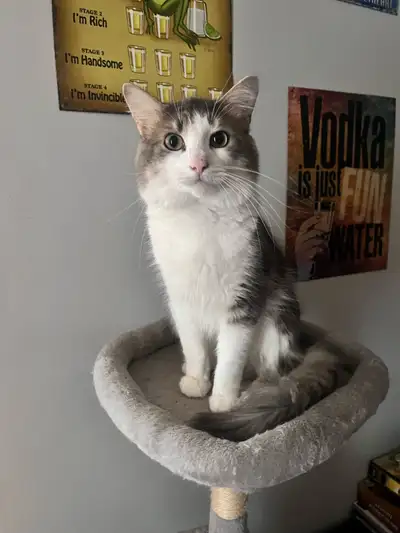 Chat a besoin d’une famille , View more