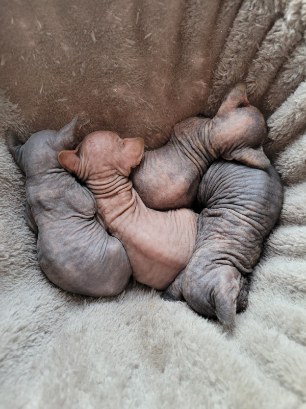 Sphynx kittens. Available May 10 2024 in Cats & Kittens for Rehoming in Summerside - Image 4