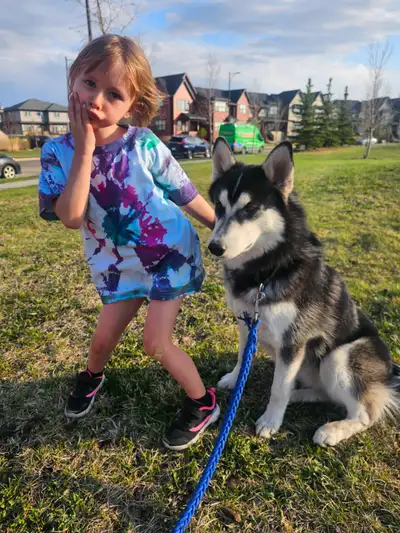 HUSKY for rehoming, View more