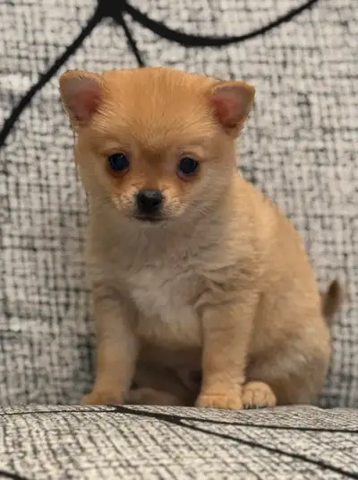 Magnifique mâle pomchi ( chihuahuaXpomeranien). Il est né le 7 avril il est vacciné et vermifugé . p...