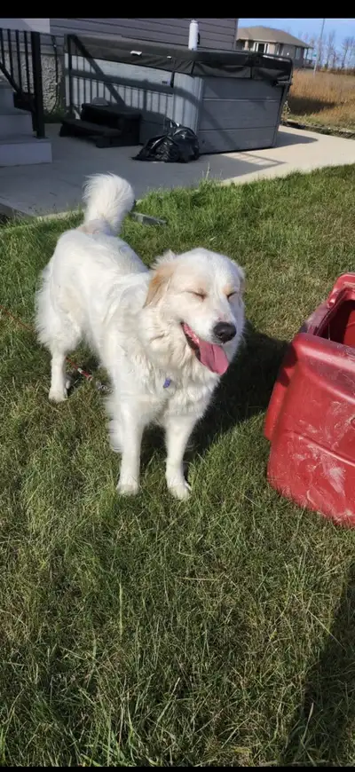 Amazing dog great with kids, birds, chickens, and other animals She is four years old, super friendl...