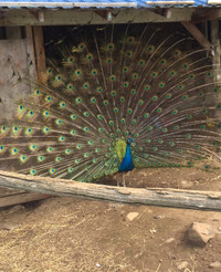 Two pair of peacocks and peahens