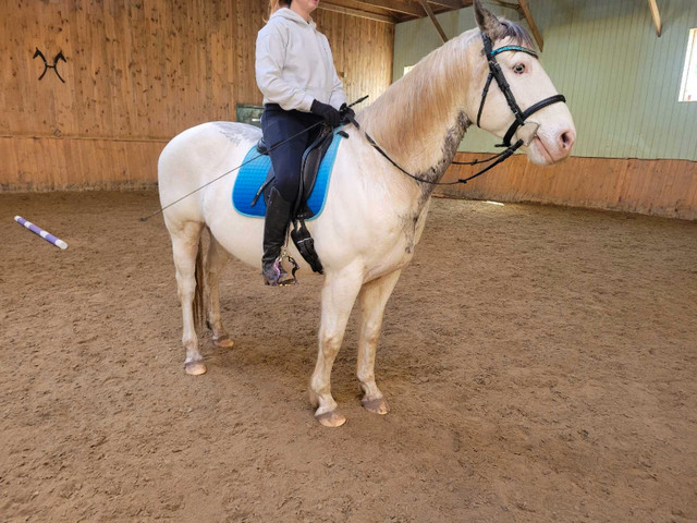 Horse for Part Board in Horses & Ponies for Rehoming in Oakville / Halton Region - Image 3