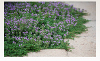 Creeping Thyme: Flowering Herb And Ground Cover