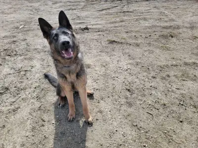 Planning an Isabella or blue German Shepherd litter We do puppy culture