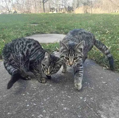 Chatons tigrés, View more