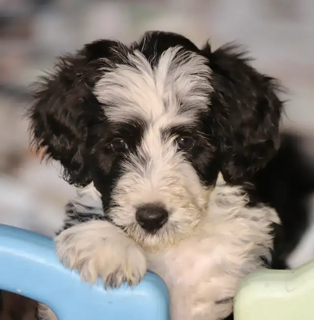 6  RARES DOODLES, BORDOODLES,  BORDOODLES   CHIOTS - PUPPIES in Dogs & Puppies for Rehoming in Laurentides - Image 7