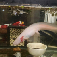 Albino Axolotl 