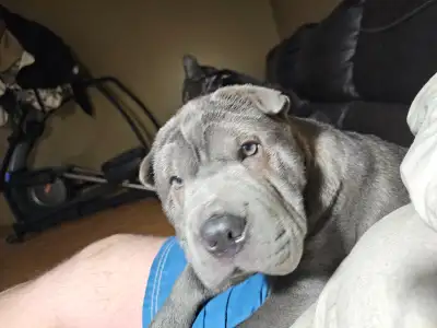 Sharpei puppies, View more