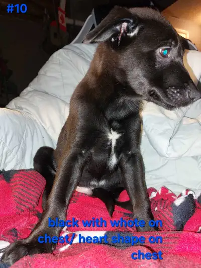 Australian cattle dog x german shepard, and lab mix puppies. These puppies will make a great additio...