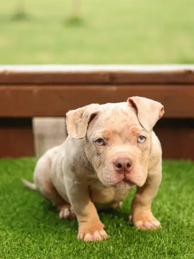 MINI AMERICAN BULLDOGS 12WKS, View more