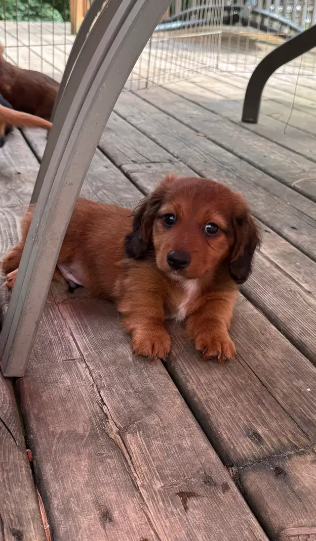 teckel poil long in Dogs & Puppies for Rehoming in Granby - Image 3