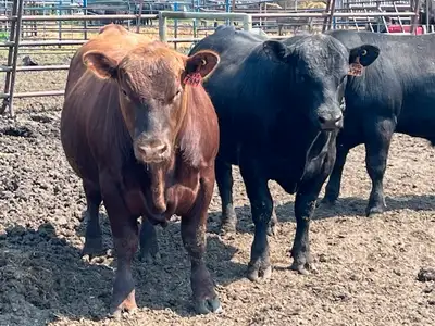 Battle Lake Angus - Carberry Good selection of yearling Angus bulls for sale. All bulls sold by priv...