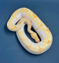 Ball Pythons available