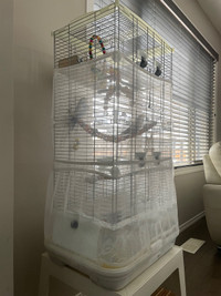 Budgies, Bird Cage and Extras