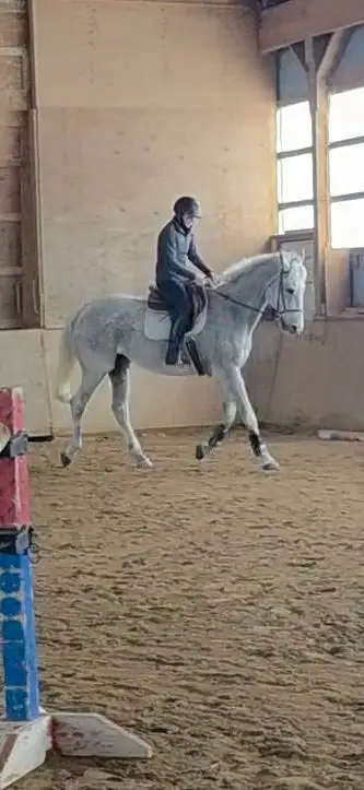 16.2 Grey Dressage Gelding For Half Lease, View more