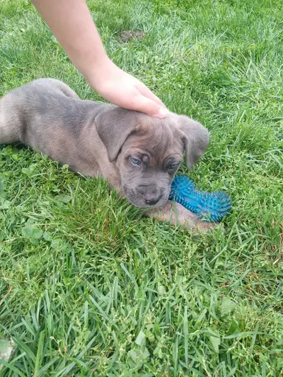 Ready for new homes after Tuesday ☺️ The puppies have had their tails docked, have completed three r...