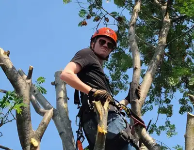 Tree Removal/Trimming/Hedges/Pruning, View more