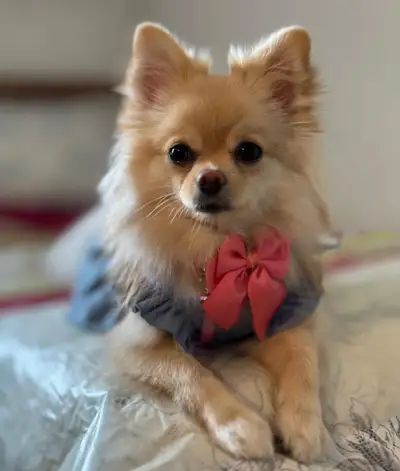 Adorable female Pomeranian looking for new home, View more