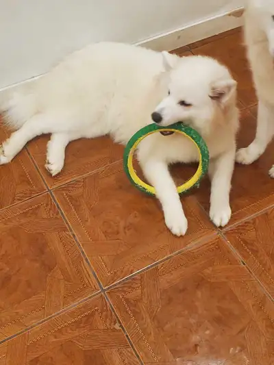 Samoyed Pup, View more