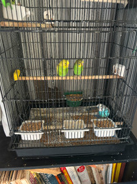 2 Baby Budgies for Sale