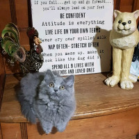 Sweet Hypoallergenic  British Longhair  Russian Blue Munchkin  