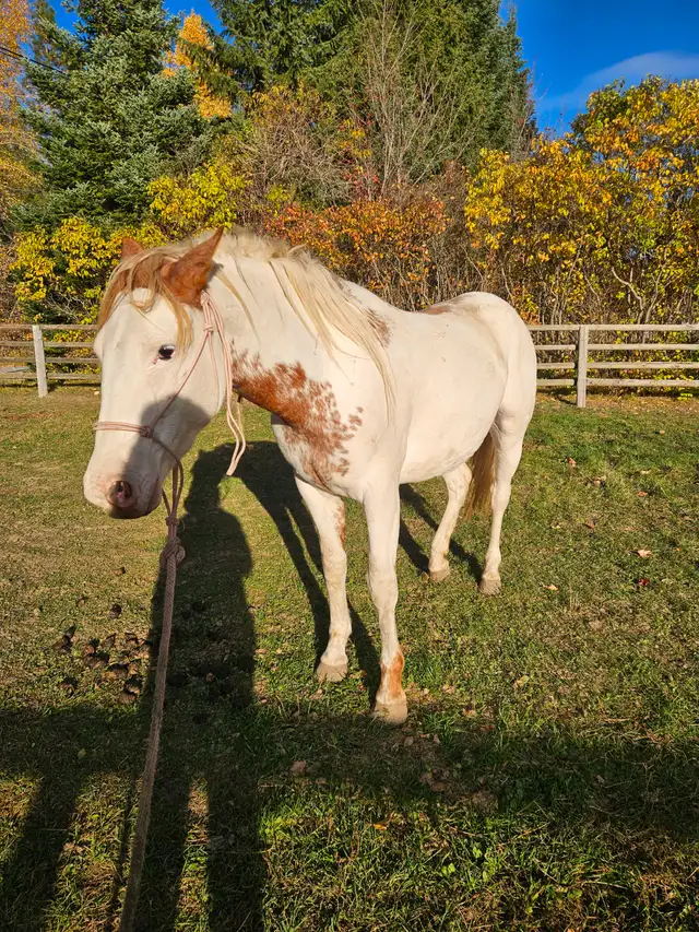 Flashy wildie mare in Horses & Ponies for Rehoming in Nelson - Image 3