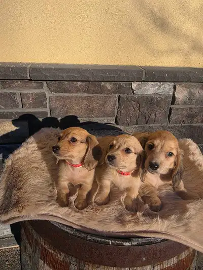 Cream Miniature Dachshund puppies , View more
