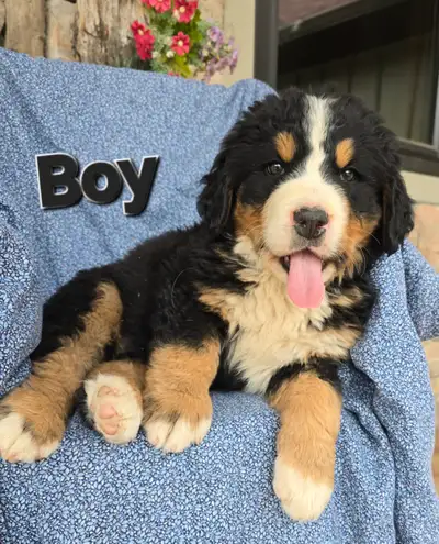 This beautifully marked litter of purebred Bernese Mountain Dog Puppies are now ready for their new...