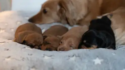 We have 4 puppies looking for their new loving parents. 2 Boys and 2 Girls. (Miniature smooth short...
