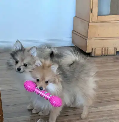 chiot pomeranien ! 3 femelles !, View more
