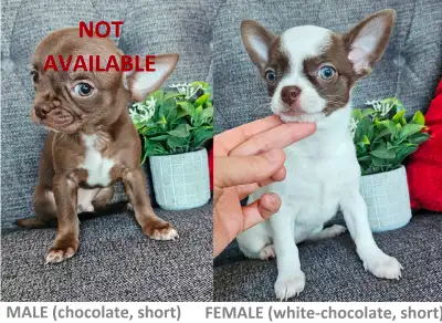 Purebred Chihuahua puppy - CKC reg-d  FEMALE and adult females, View more
