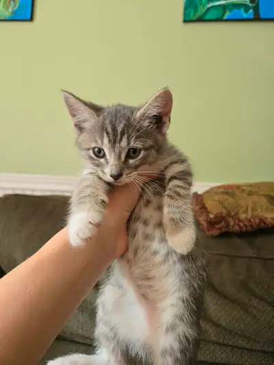 Friendly Female kitty for sale!, View more