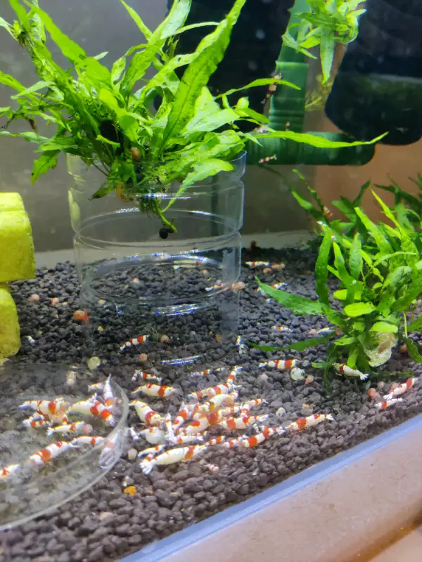 Red Crystal shrimps in Fish for Rehoming in Markham / York Region - Image 8