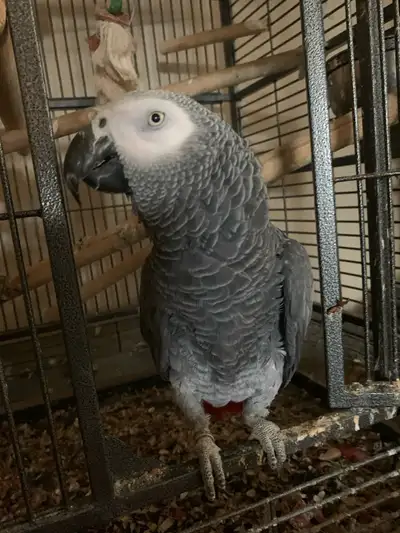 African Grey Parrot, View more