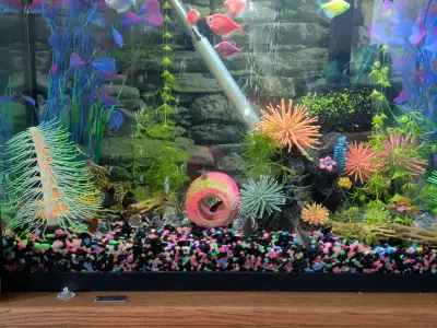 Cory catfish for sale, View more