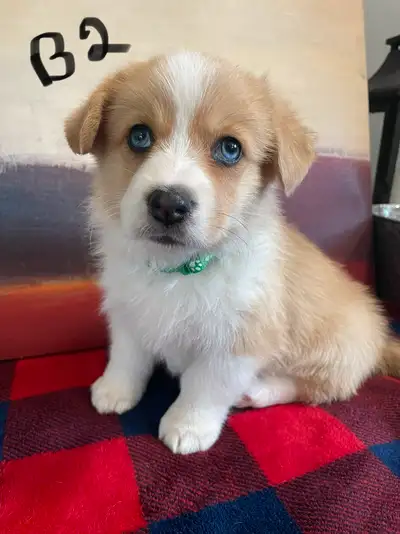 PEMBROKE WELSH CORGI Pups, View more