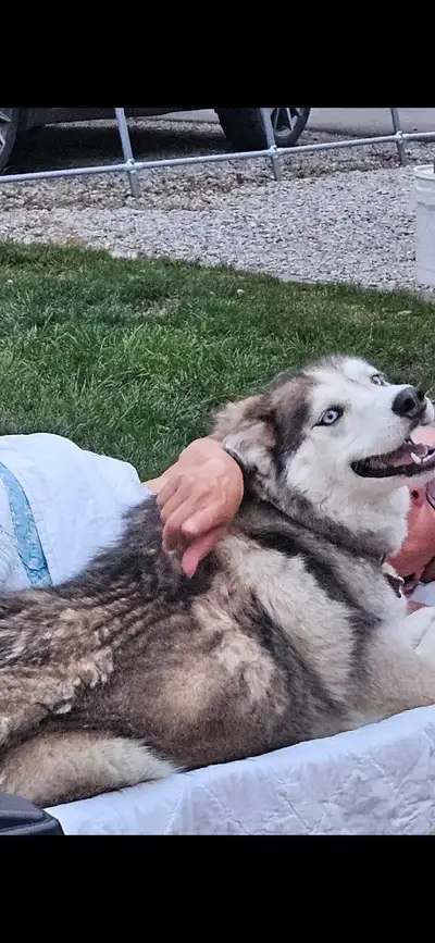 Husky \Malamute, View more